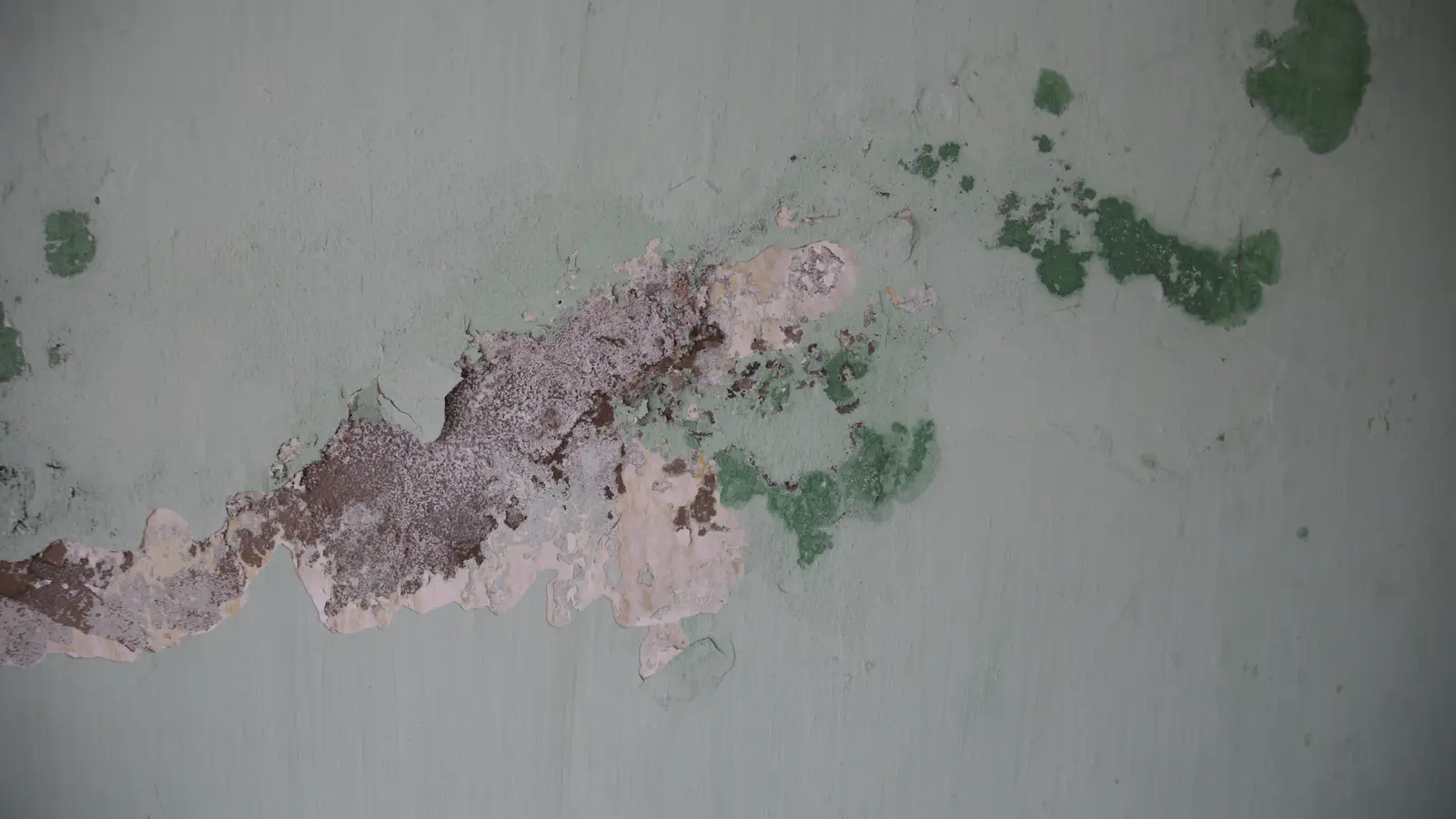 Paint flaking off a damp wall, with green mold spots spreading