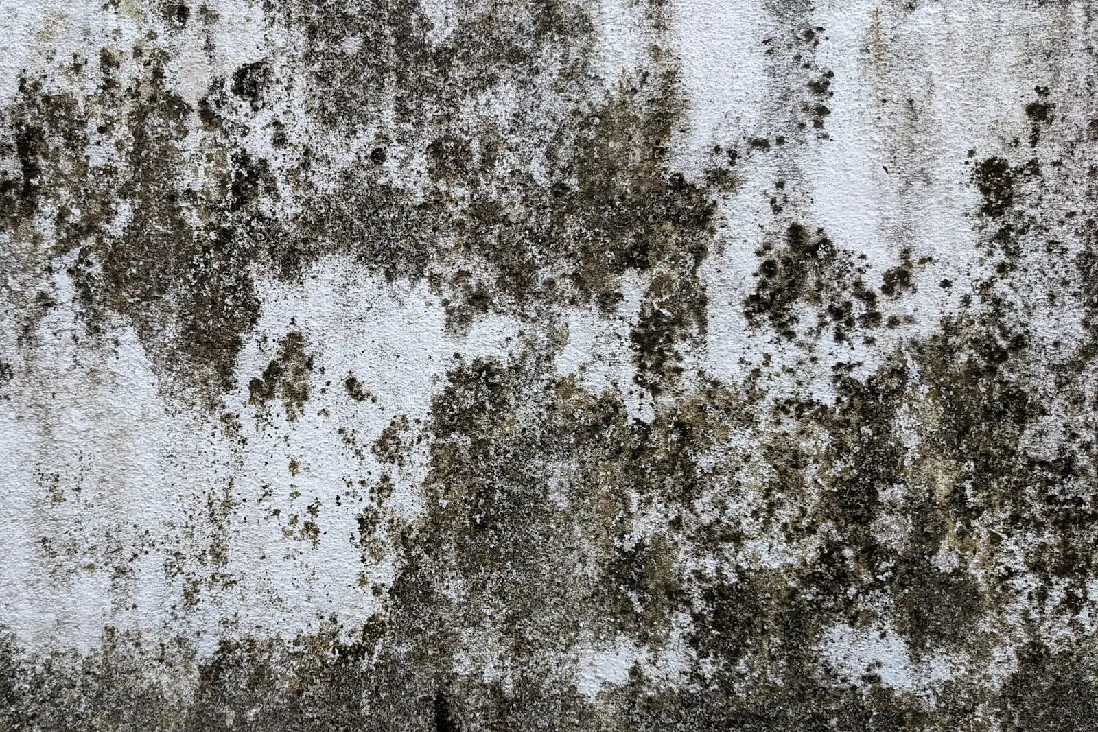 Mold and mildew spreading across a damp wall