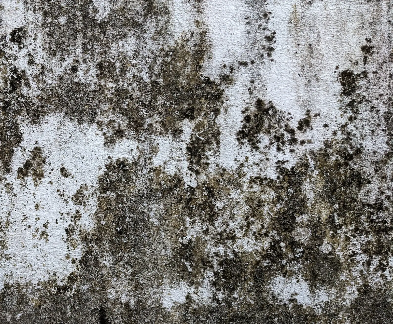 Mold and mildew spreading across a damp wall