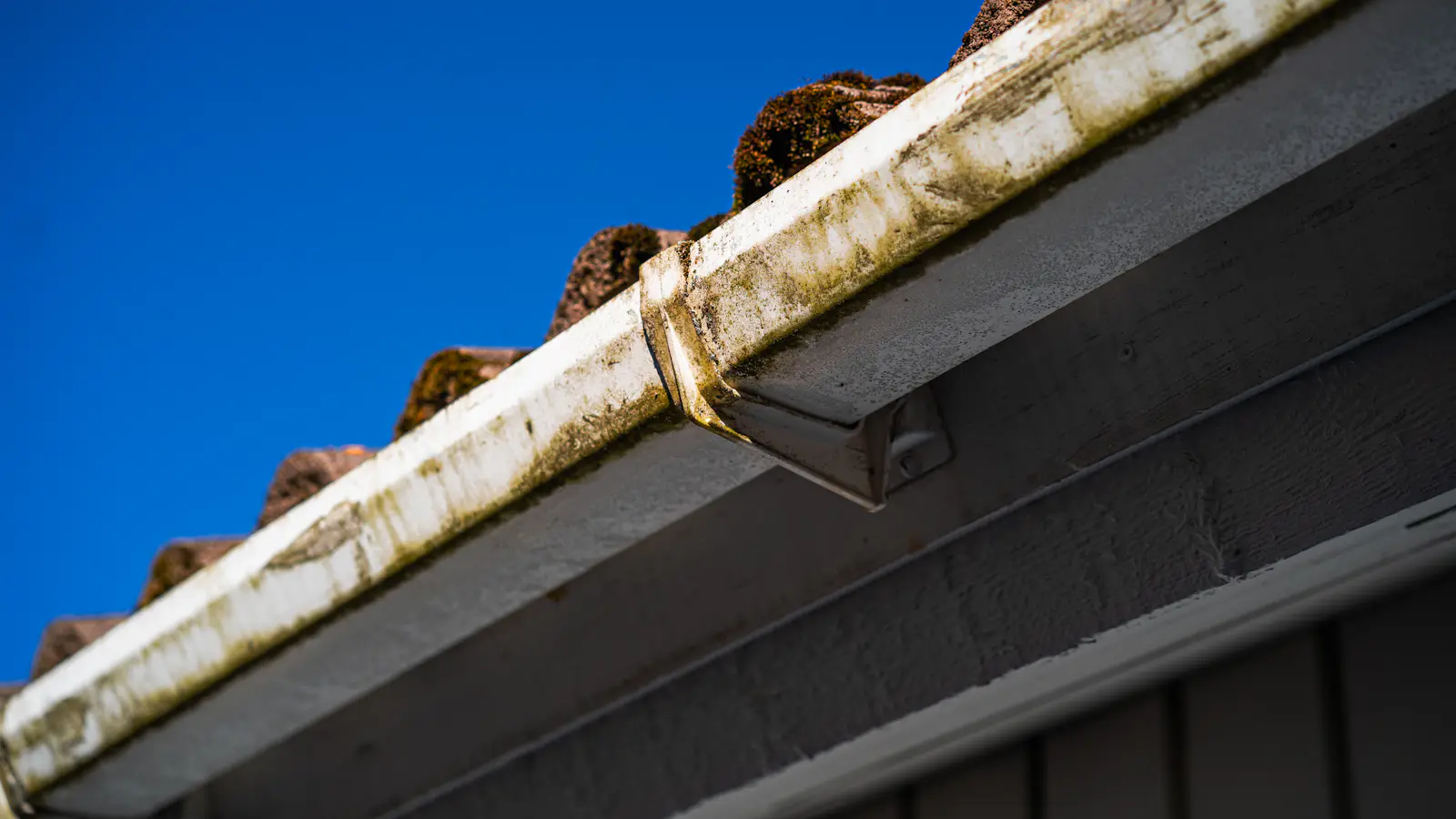 A gutter full of moss and debris along a roof edge
